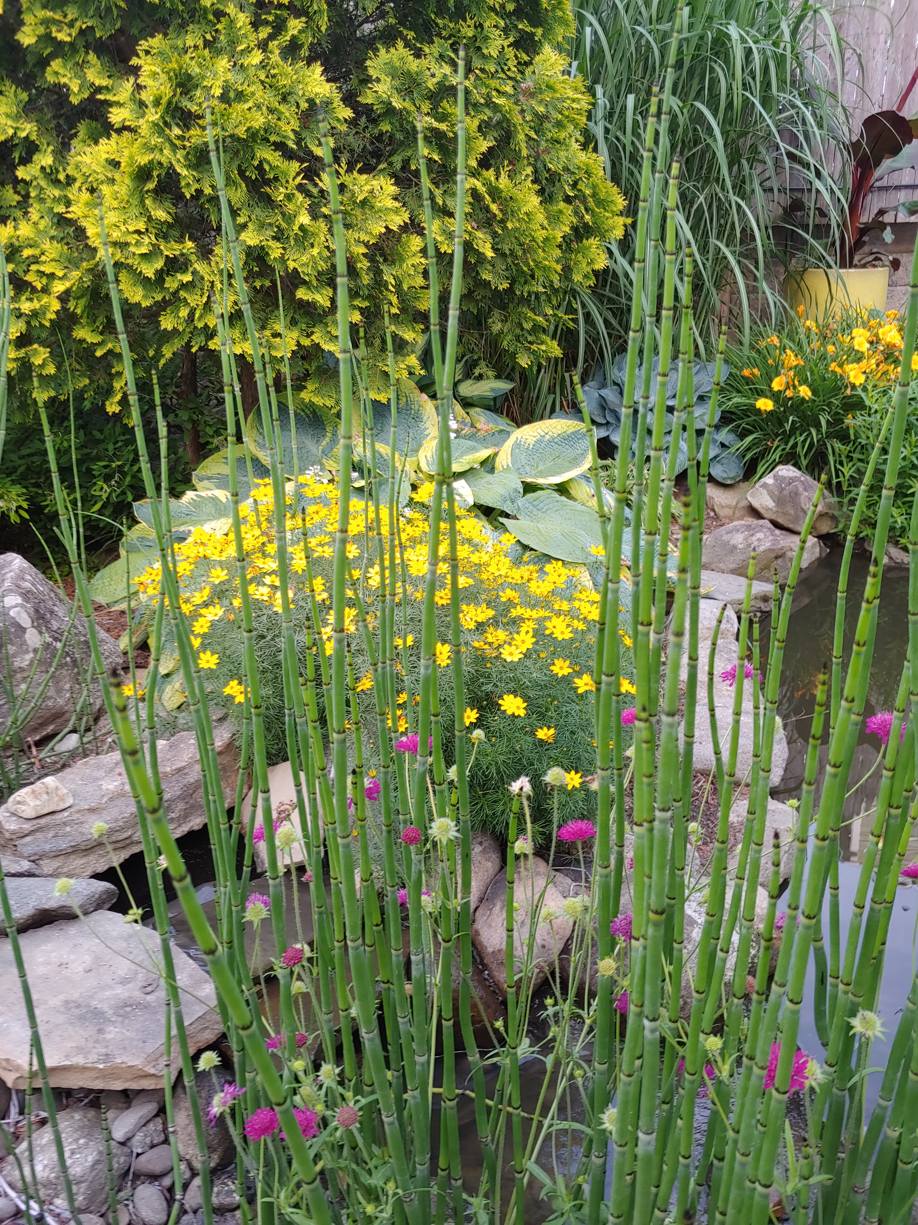 Stonework construction in progress with Japanese maple