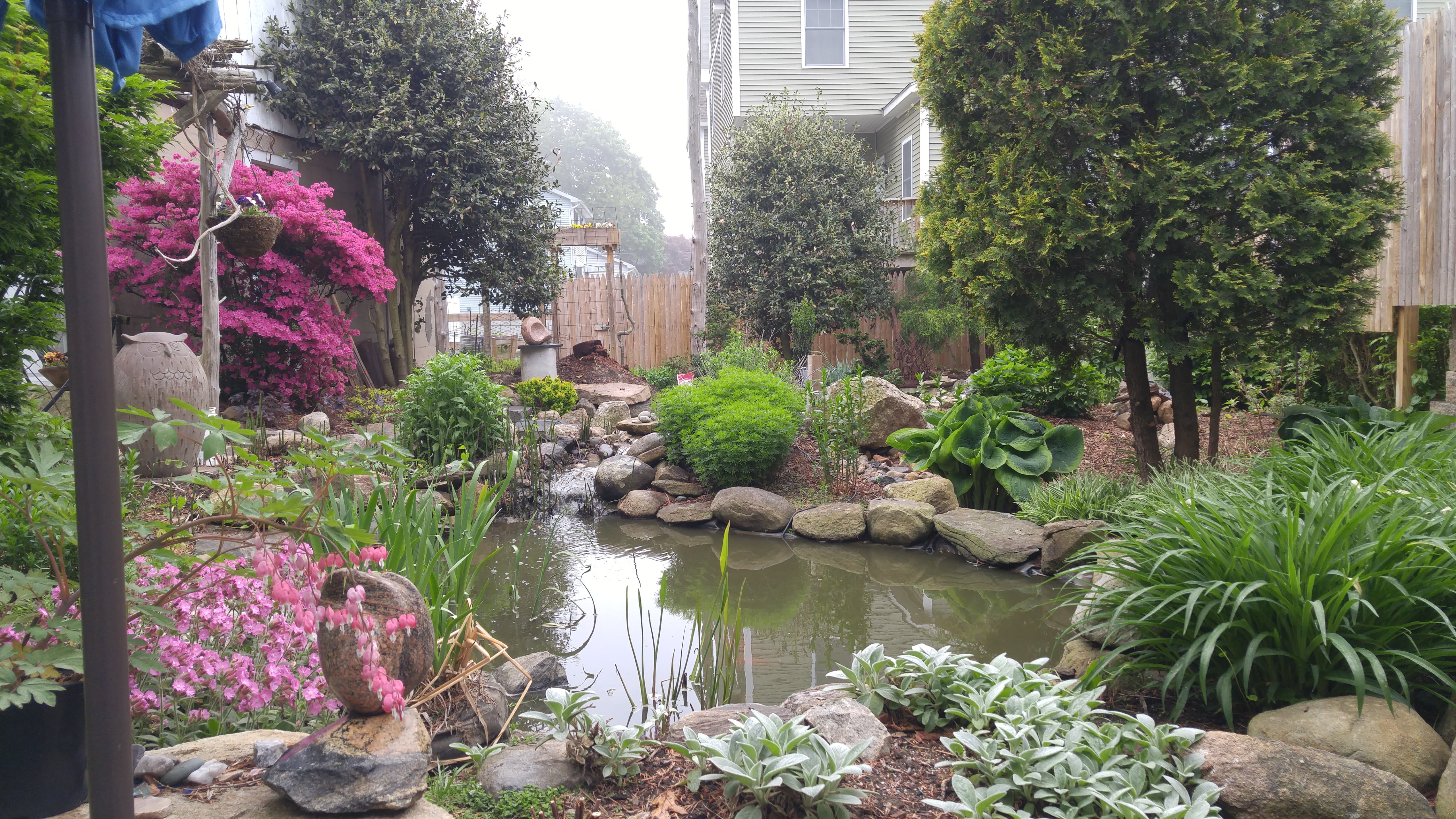Koi pond with natural stone and aquatic plants