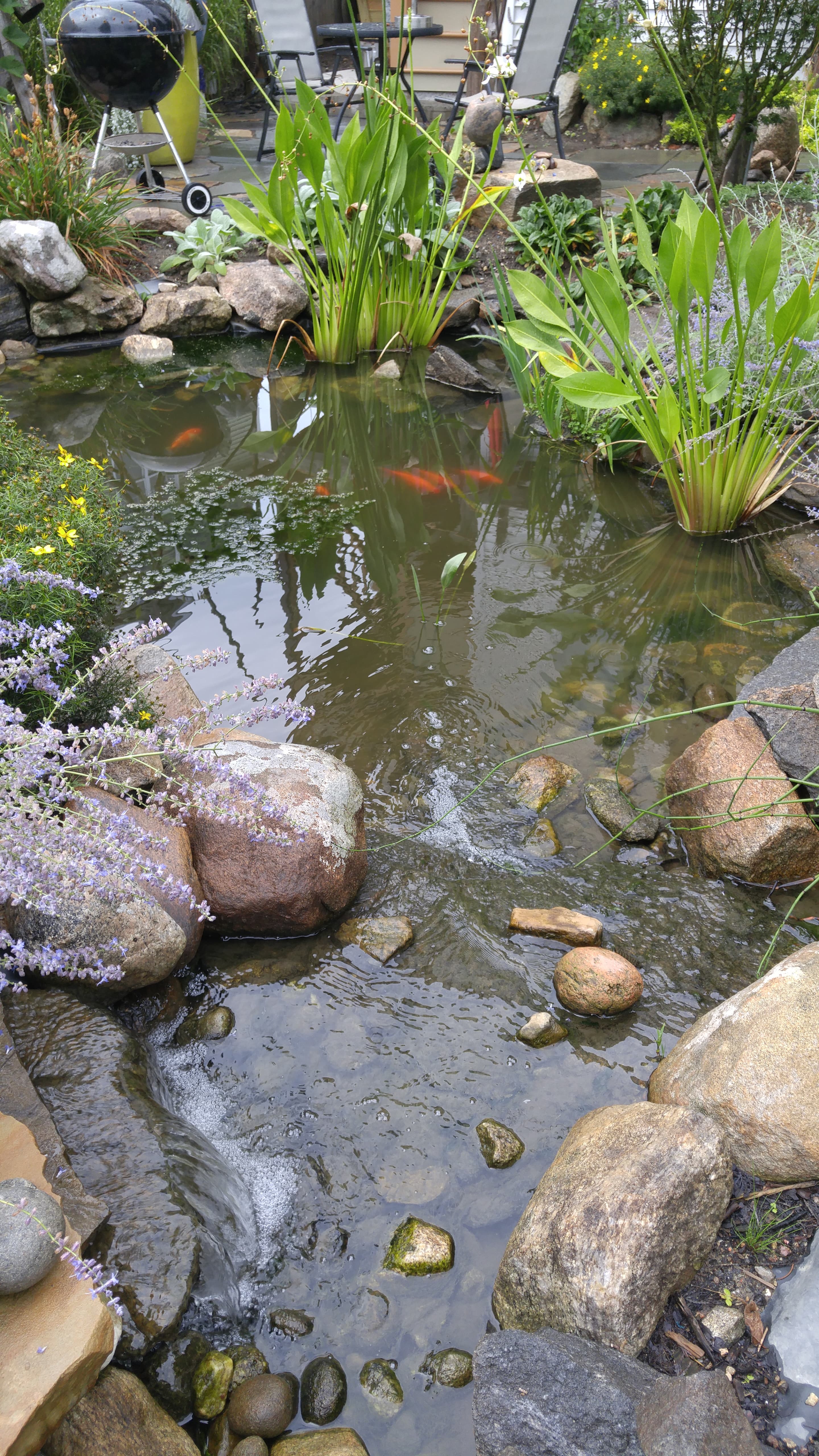 Garden pond with koi fish and water plants