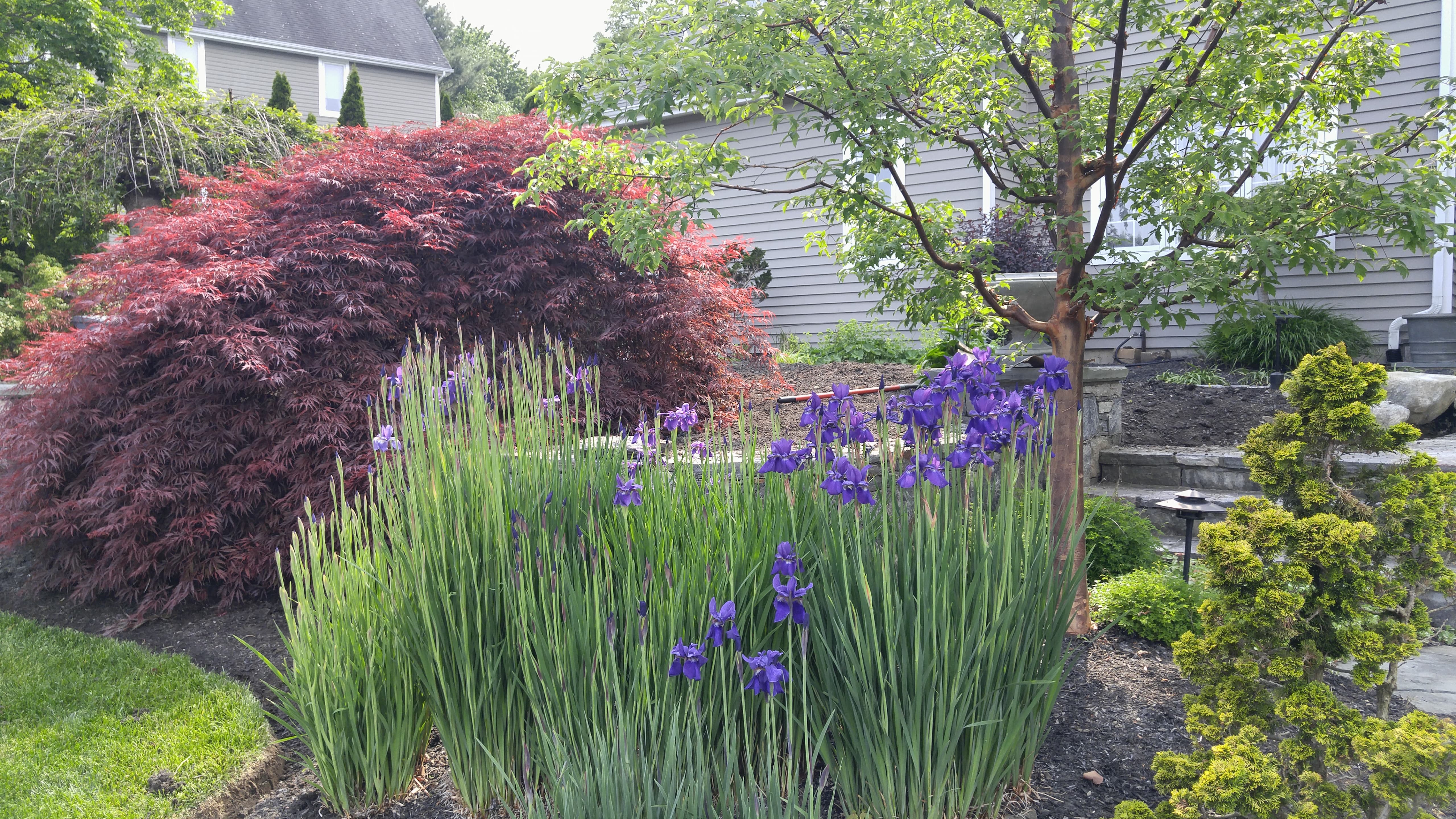 Japanese maple and purple iris garden